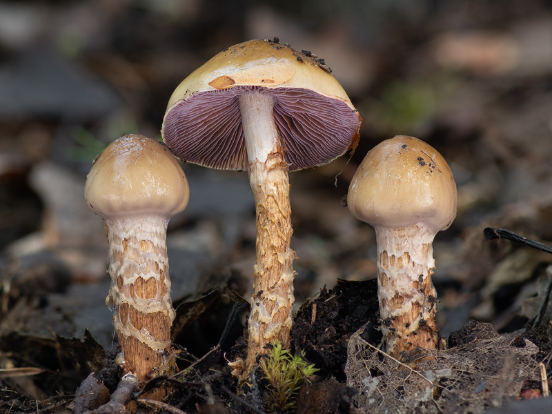 Cortinarius trivialis